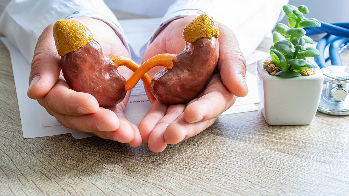 Médico especialista en nefrología